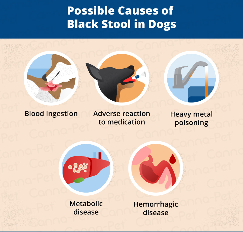 Why Is My Poop Black? Causes of Tarry Stool