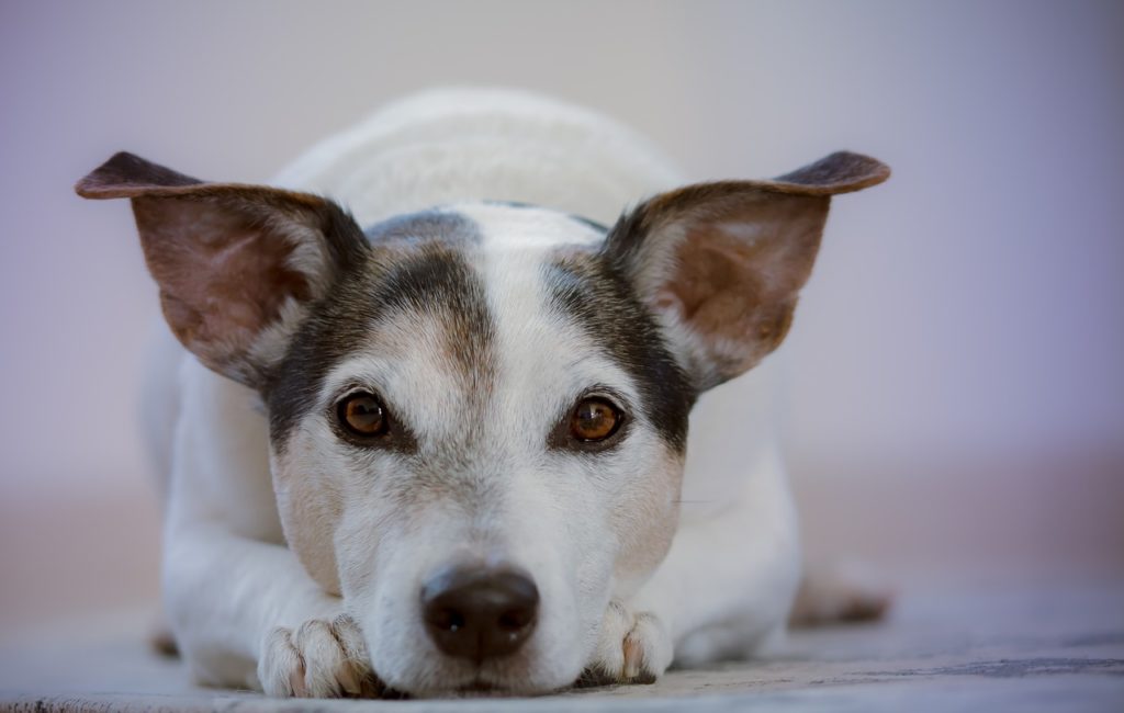 What Causes High Blood Pressure In Dogs?