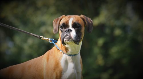 Do Boxer Dogs Have Breathing Problems 