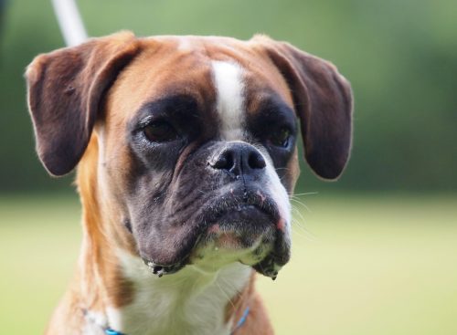 personality of a boxer dog