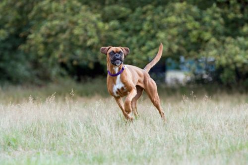 health issues of boxer dogs