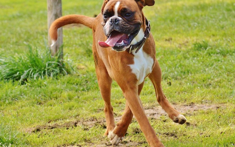 are boxers good family dogs