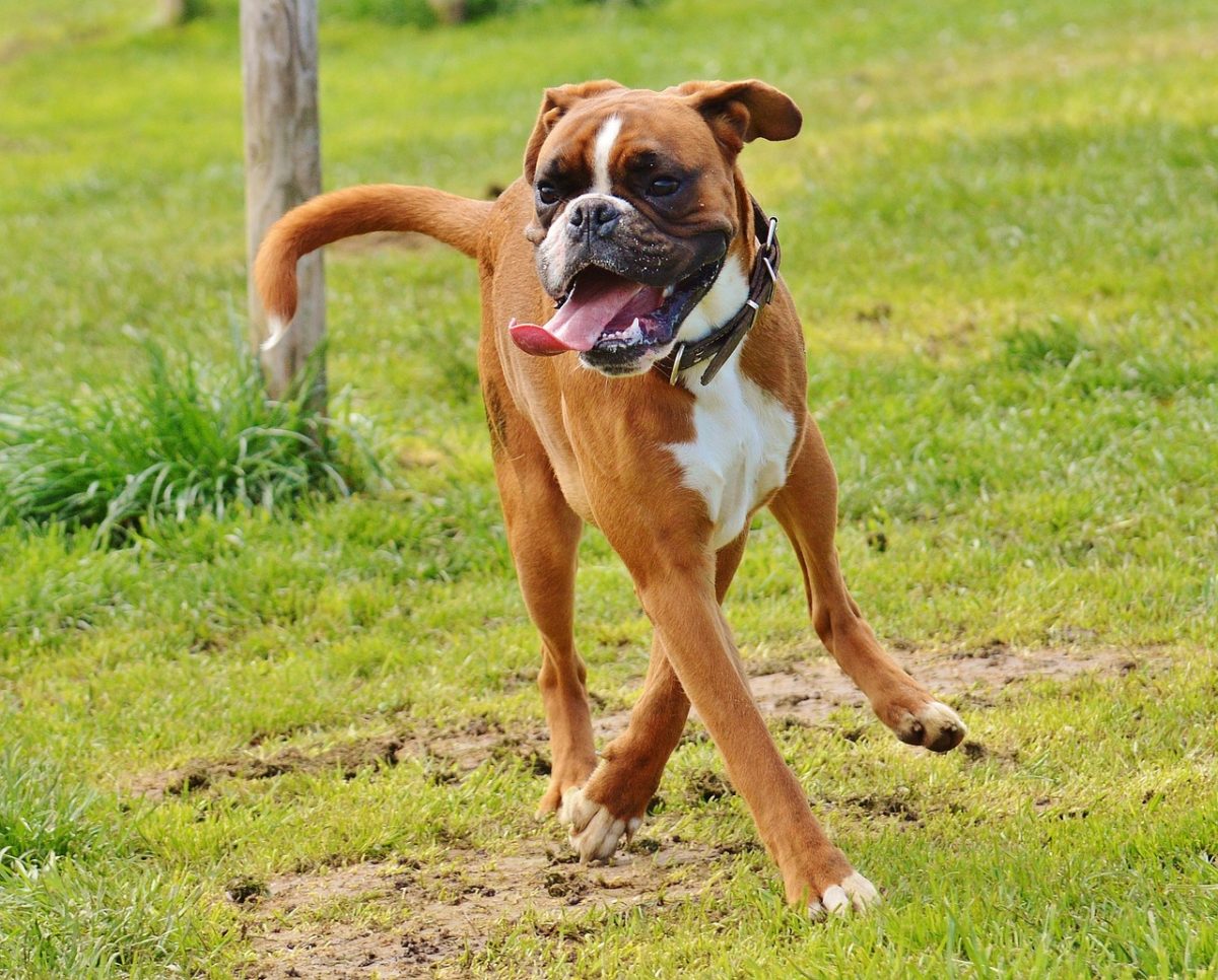 are boxers good dogs to run with