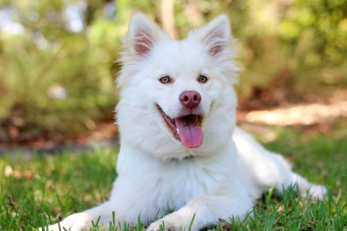 can lyme disease cause dog seizures_canna-pet