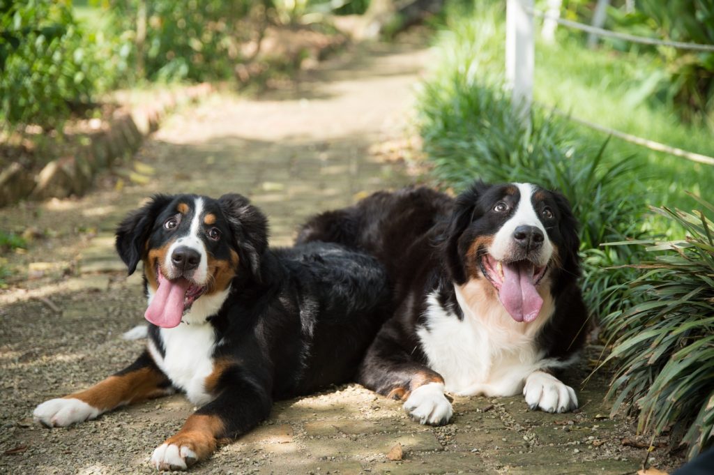can lyme disease cause paralysis in dogs_canna-pet