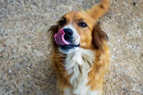 what causes high cholesterol in dogs?