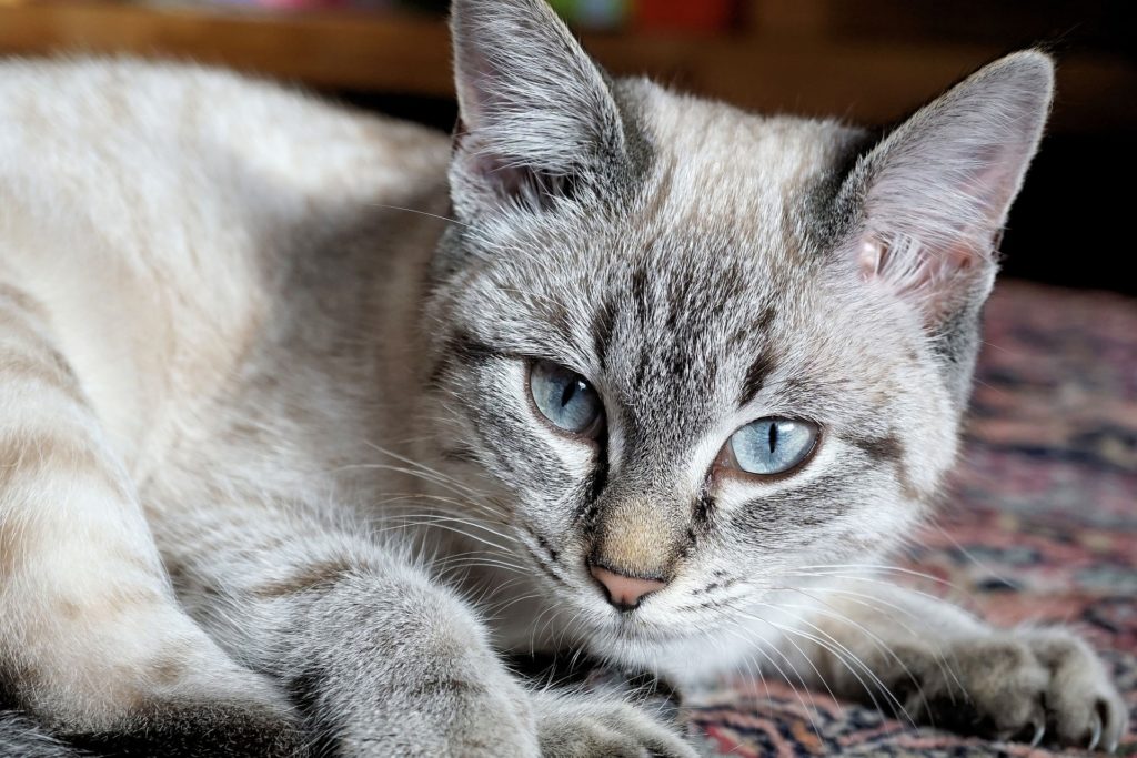 Signs Symptoms Of Liver Disease In Cats Canna Pet 