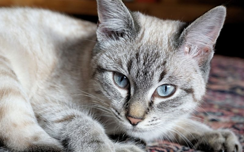 Signs & Symptoms of Liver Disease in Cats