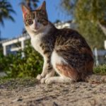 What Is Inflammatory Bowel Disease in Cats?