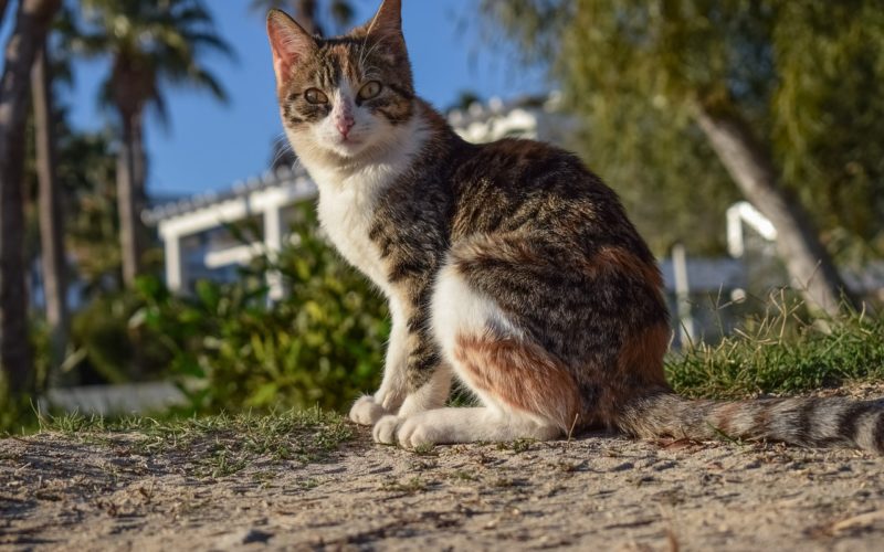 What Is Inflammatory Bowel Disease in Cats?