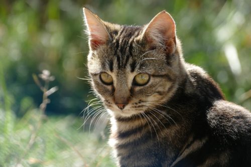 what causes cat blindness & Symptoms of Liver Disease in Cats