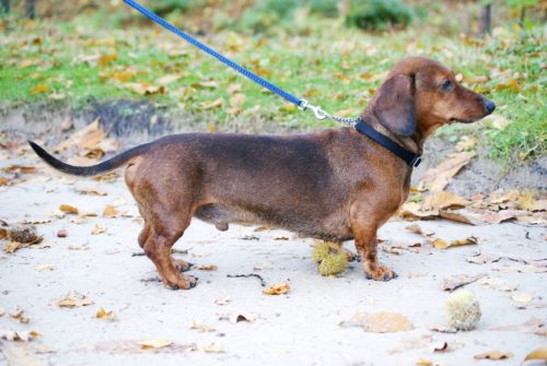 health issues of dachshunds