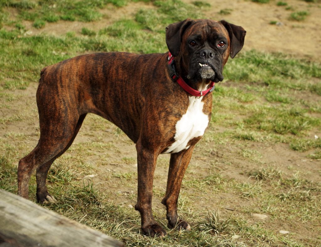 Boxer Dog Temperament & Personality CannaPet®