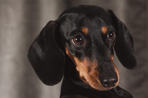 personality of a dachshund