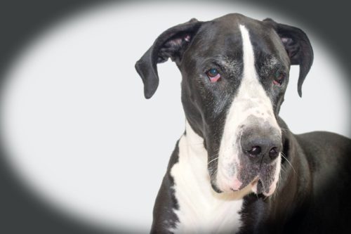 health issues of great danes