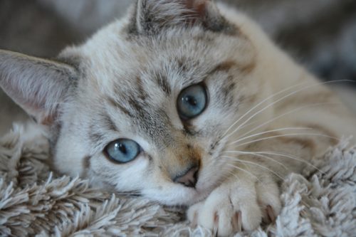 What Is Irritable Bowel Syndrome in Cats?