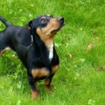 dachshund temperament