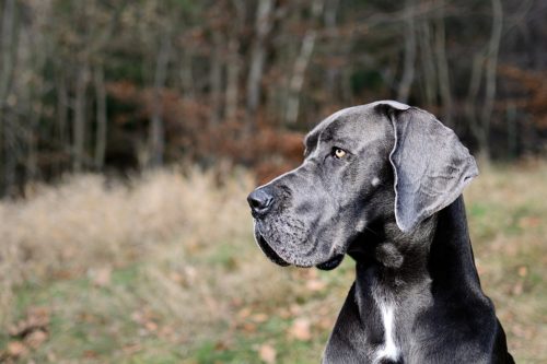 great danes health problems