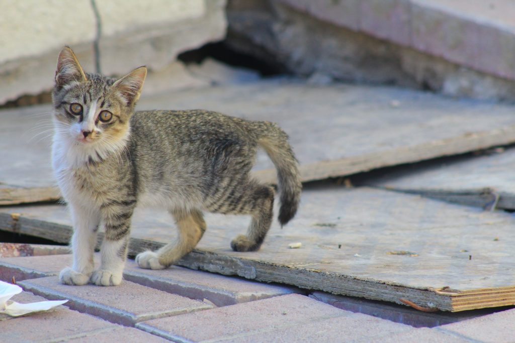 liver failure in cats_canna-pet