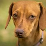 liver inflammation in dogs_canna-pet