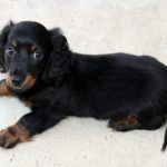 dachshund health problem
