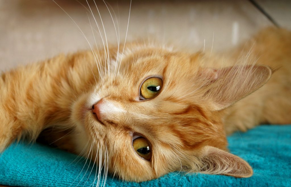 what causes liver disease in cats