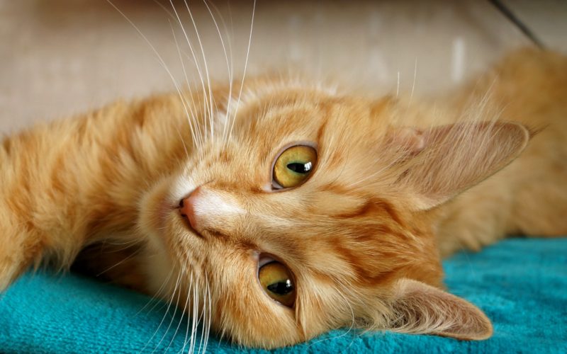 what causes liver disease in cats