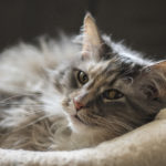 heart disease in cats