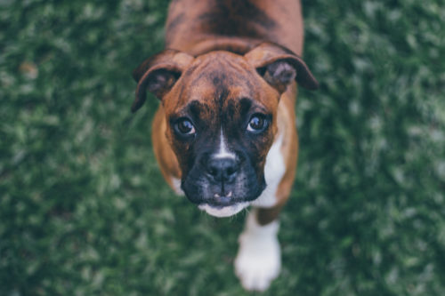 are boxers hypoallergenic dogs