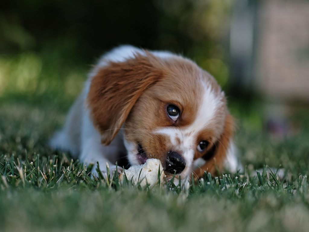 What Causes Increased Appetite In Dogs Canna Pet 