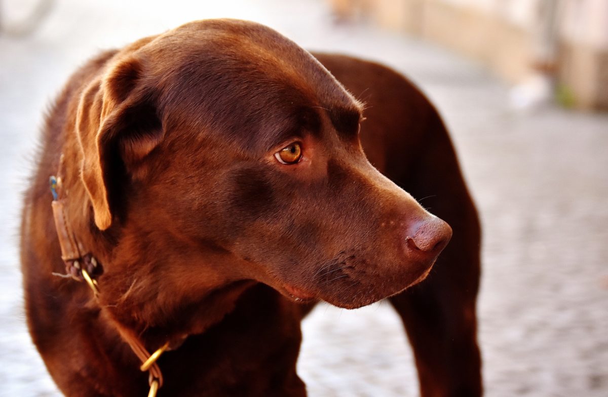what are lyme disease symptoms in dogs_canna-pet