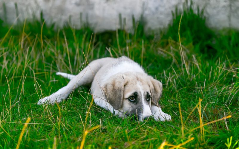 what causes anxiety in dogs