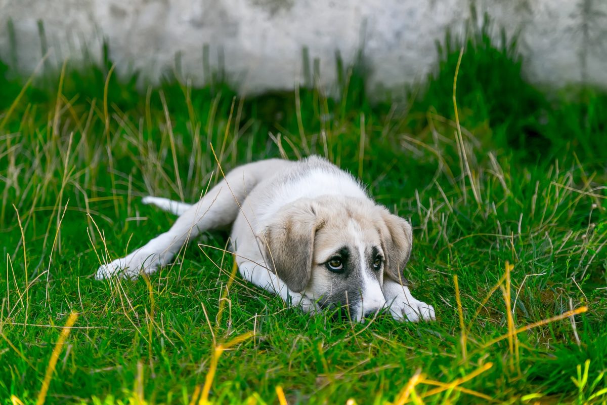 what causes anxiety in dogs