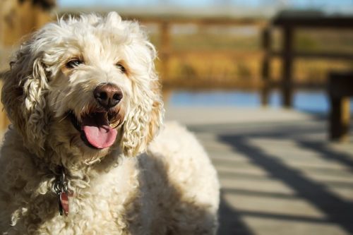 what causes blindness in dogs