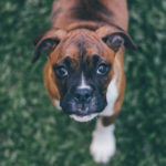 what causes high cholesterol in dogs?