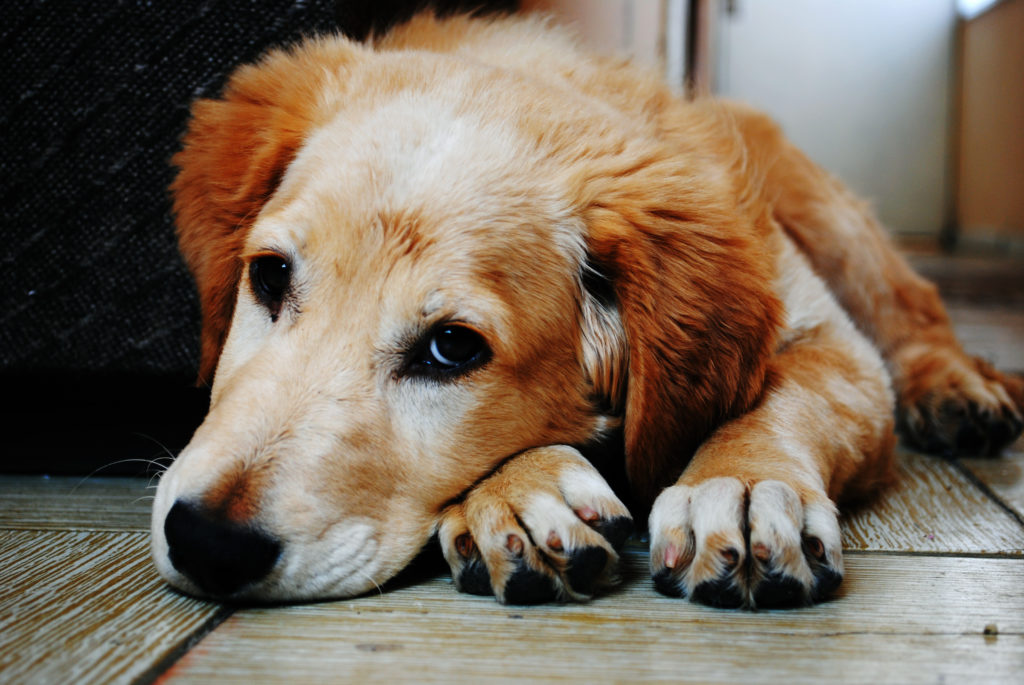 What Dog Breeds Are Prone To Anxiety Canna Pet 