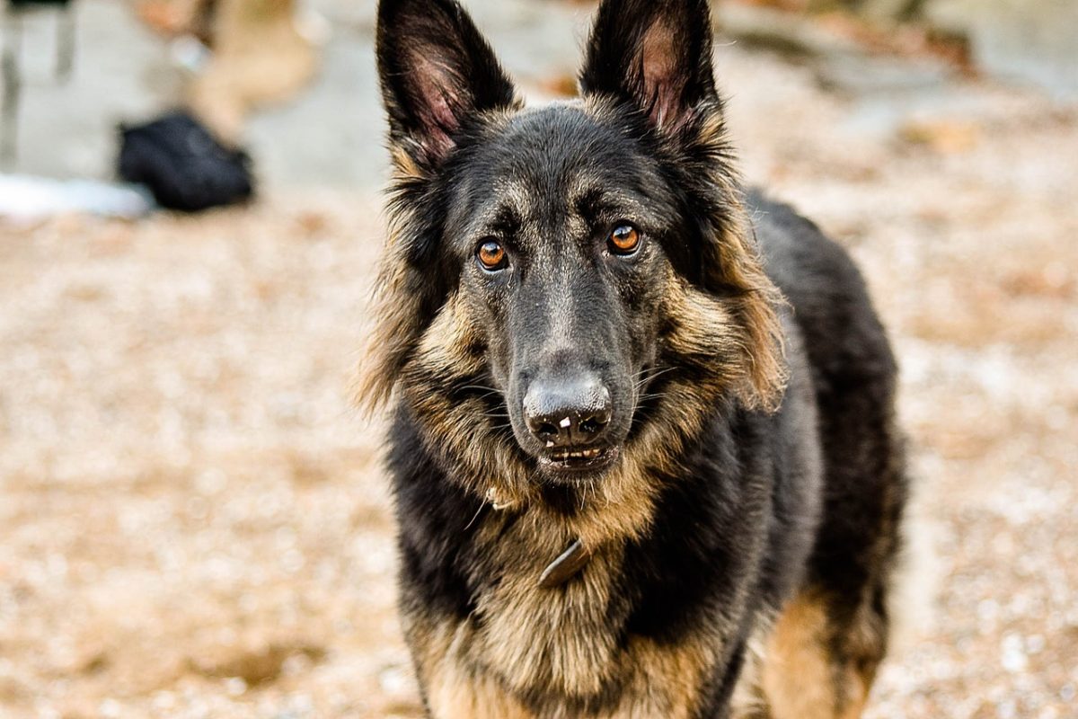 Dog black stool treatment clearance home remedies