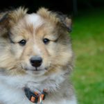 why is my dogs poop white?