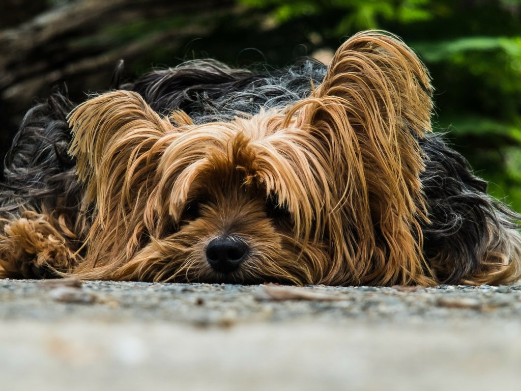 abdominal pain in dogs