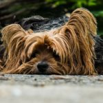 abdominal pain in dogs