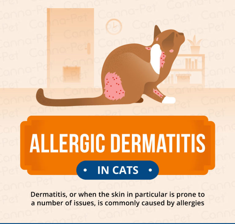 Allergic Dermatitis in Cats: Recognize the Signs | Canna-Pet