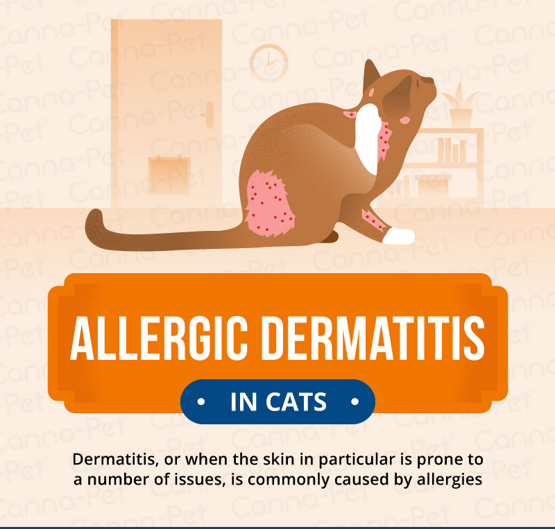 Allergic Dermatitis In Cats Recognize The Signs Canna Pet