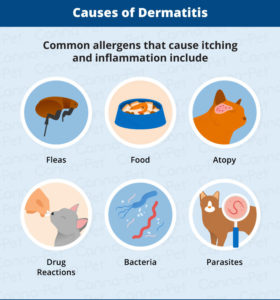 Allergic Dermatitis In Cats: Recognize The Signs 