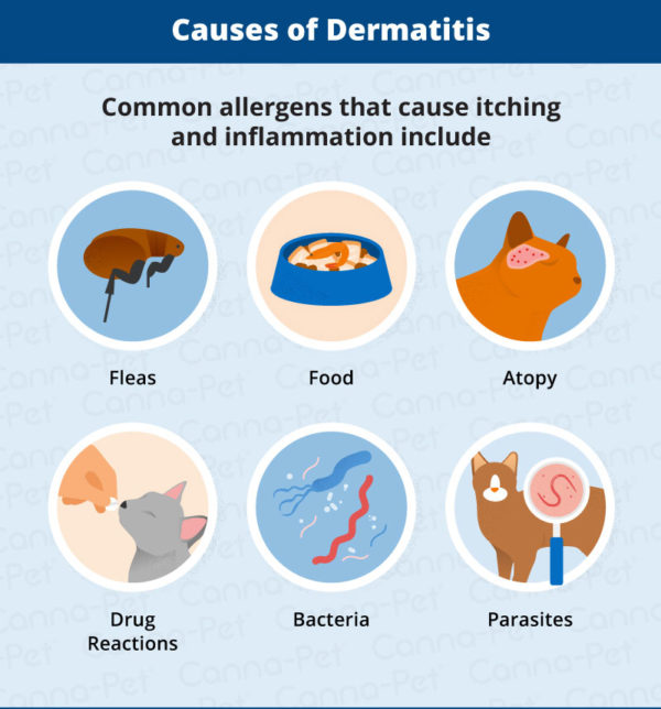 Allergic Dermatitis in Cats: Recognize the Signs | Canna-Pet