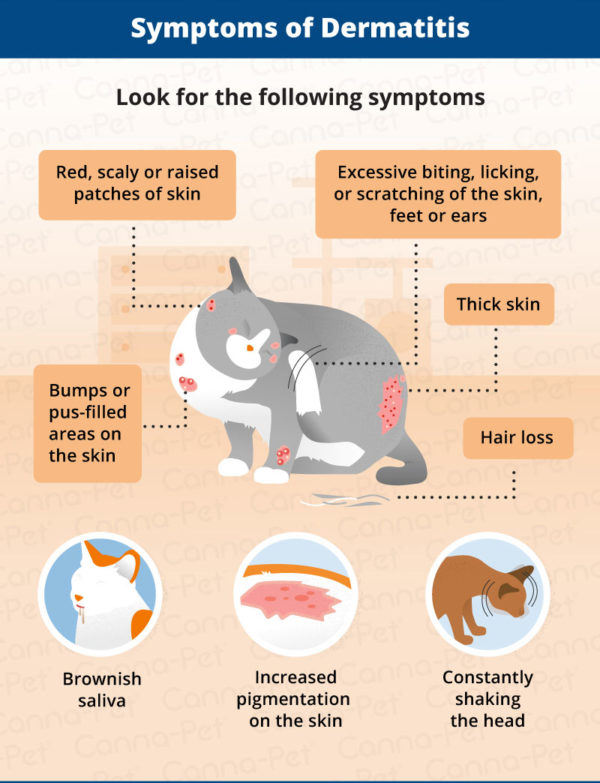 Allergic Dermatitis In Cats Recognize The Signs Canna Pet