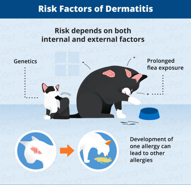 Allergic Dermatitis in Cats: Recognize the Signs | Canna-Pet