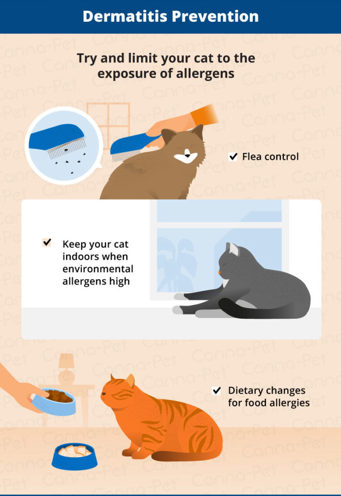 Allergic Dermatitis in Cats: Recognize the Signs | Canna-Pet