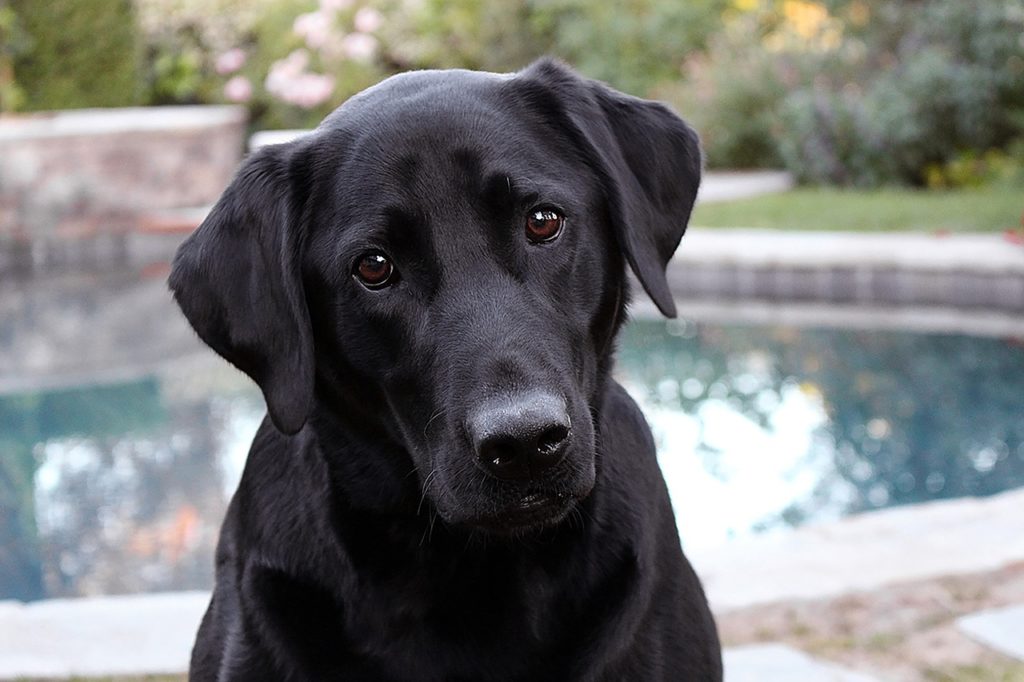 what-does-labored-breathing-look-like-in-dogs