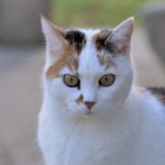 Abscesses in Cats: Common Causes