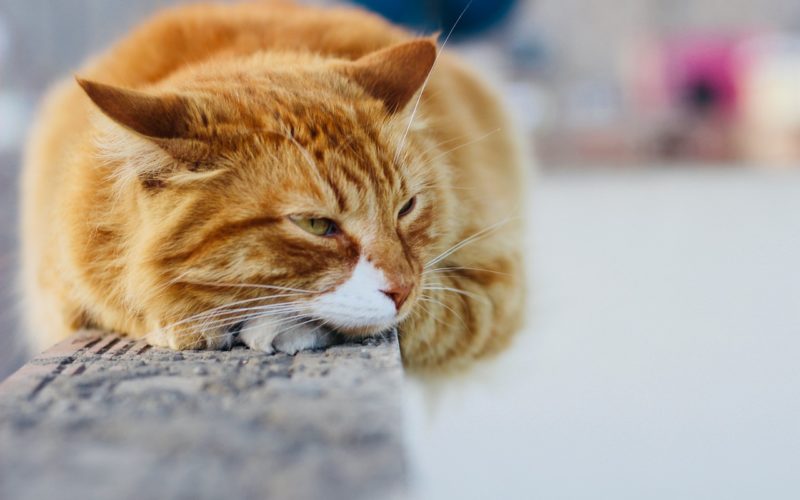 Blood in Cat Stool: What Does It Mean?